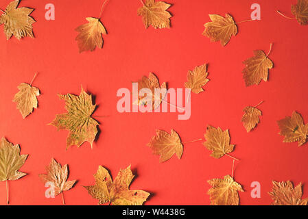 Concept nature automne feuilles d'automne séchées sur un papier rouge arrière-plan. Mise à plat d'une composition d'automne. Schéma des différents types de feuilles tombées Banque D'Images