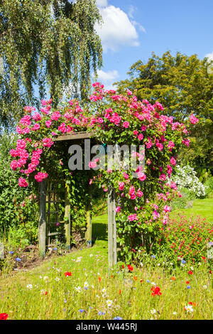 Rose grimpant Perpète rose croissant sur un treillis sur une pergola dans un jardin de chalet anglais Banque D'Images