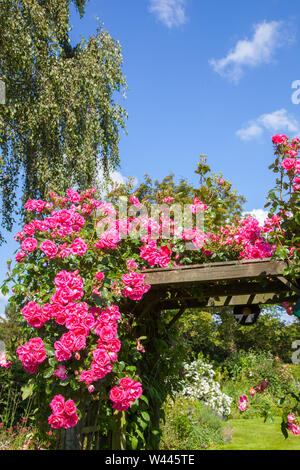 Rosier grimpant Pink Perpetue croissant sur un treillis sur une pergola dans un cottage anglais jardin Banque D'Images