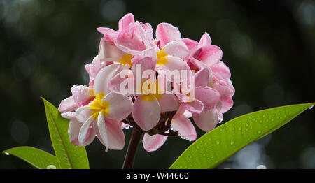 Magnifique bouquet de fleurs de Plumeria avec gouttes de pluie. Banque D'Images