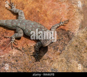 Un lézard avec taches Turquoise prend dans les derniers rayons du soleil Banque D'Images