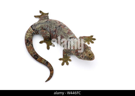 Le gecko de Nouvelle- Calédonie moussus isolé sur fond blanc Banque D'Images