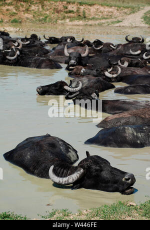 Les buffles d'eau se vautre dans une piscine de boue à une réserve de bisons en Hongrie Banque D'Images