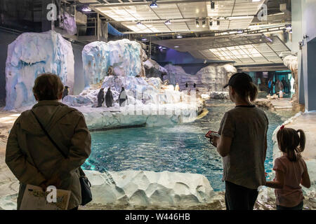 Detroit, Michigan - Les visiteurs pingouins à la Penguin Polk Conservation Centre au zoo de Détroit. Banque D'Images