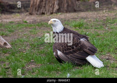 Detroit, Michigan - Un pygargue à tête blanche (Haliaeetus leucocephalus) au zoo de Détroit. L'aigle a été amené au zoo après qu'il a été constaté avec une aile sévère Banque D'Images