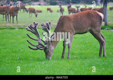 Un cerf rouge avec un ensemble impressionnant de bois de cerf broute dans son enclos sur la côte ouest de la Nouvelle-Zélande. Banque D'Images