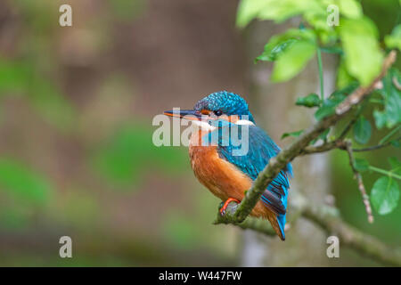 River, Kingfisher (Alcedo atthis) Optimize Weibchen Banque D'Images