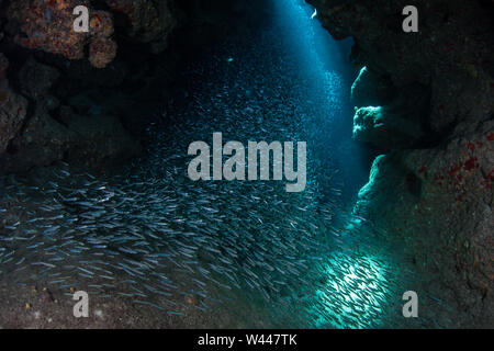 Une grande école d'argenté, silversides nage dans les niches foncés d'une caverne immergée au large de la côte de Grand Cayman dans la mer des Caraïbes. Banque D'Images