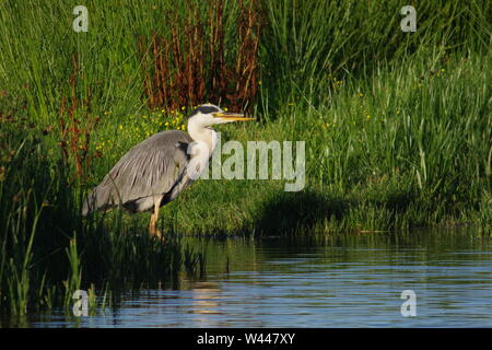 Héron cendré (Ardea cinerea) avec un bec cassé dans la lumière dorée du soir à Bowling Green Marsh RSPB, Topsham, Exeter, Devon, UK. Banque D'Images