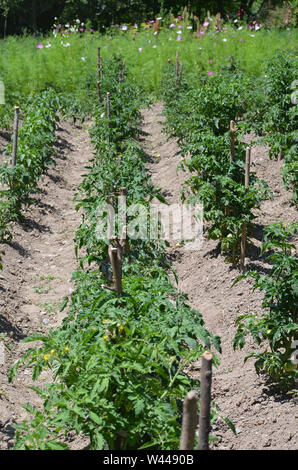 Dans un verger tomate Uhum, village montagnes Nurataou Banque D'Images