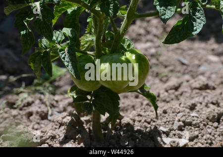 Dans un verger tomate Uhum, village montagnes Nurataou Banque D'Images