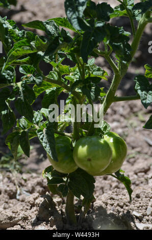 Dans un verger tomate Uhum, village montagnes Nurataou Banque D'Images