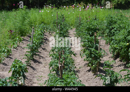 Dans un verger tomate Uhum, village montagnes Nurataou Banque D'Images