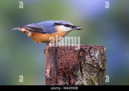 Sittelle torchepot (Sitta europaea, Kleiber) Banque D'Images