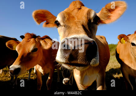 Vaches de Jersey à être curieux à l'escrime stock Banque D'Images