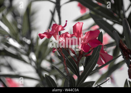 Fleurs roses en fleurs de lauriers roses Banque D'Images