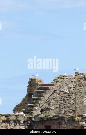 Dunnottar Castle, Scotland Banque D'Images