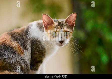 Chat calico assis tête tourné avec profil Banque D'Images