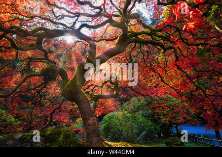 Automne feuillage lumineux et Sunburst. Japanese Maple Tree Banque D'Images