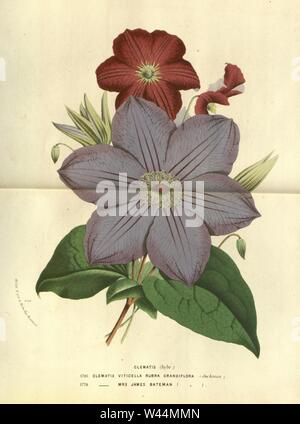 Clematis 'Mrs James Bateman &' Clematis 'Rubra Grandiflora'. Banque D'Images