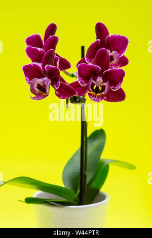 Mini fleur Orchidée Phalaenopsis velours Bourgogne isolé sur fond jaune vif. Espèce d'orchidées. Tribu : Vandeae. Ordre : Brassicoideae. Banque D'Images