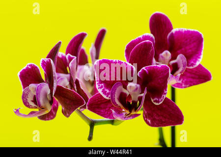 Mini fleur Orchidée Phalaenopsis velours Bourgogne isolé sur fond jaune vif. Espèce d'orchidées. Tribu : Vandeae. Ordre : Brassicoideae. Banque D'Images