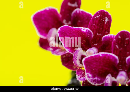Mini fleur Orchidée Phalaenopsis velours Bourgogne isolé sur fond jaune vif. Espèce d'orchidées. Tribu : Vandeae. Ordre : Brassicoideae. Banque D'Images