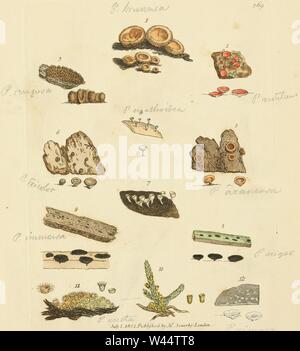 Les chiffres de couleur de l'anglais ou les Champignons Champignons - t. 369. Banque D'Images