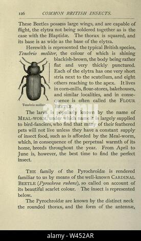 La commune d'insectes sélectionnés à partir de la typique de coléoptères, papillons de nuit, et les papillons de Grande-bretagne (page 126) Banque D'Images