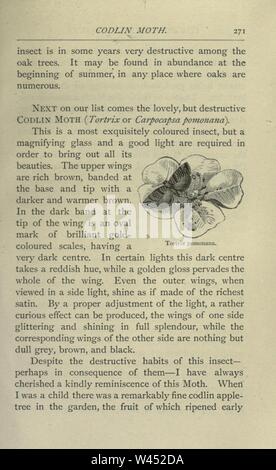 La commune d'insectes sélectionnés à partir de la typique de coléoptères, papillons de nuit, et les papillons de Grande-bretagne (page 271) Banque D'Images