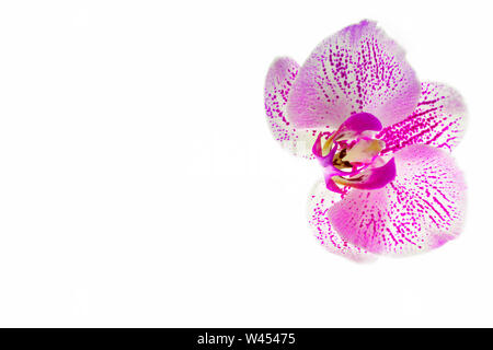 Orchid. Sur un fond isolé blanc orchidée rose sur le côté droit, avec la gauche de l'espace vide sous l'inscription. Isoler Banque D'Images