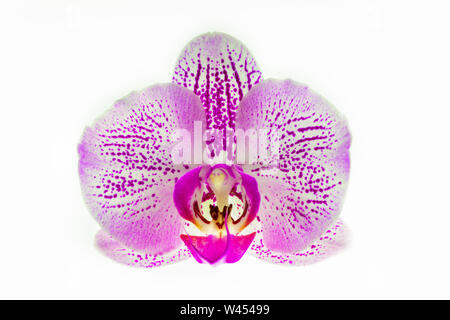 Orchid. Sur un fond isolé blanc orchidée rose au milieu. Isoler Banque D'Images