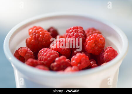 Beaucoup de fruits rouges framboises dans une tasse en plastique blanc. Photographie horizontale Banque D'Images