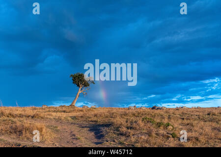 De beaux paysages au cours de grandes migrations saison en triangle du Masai Mara Banque D'Images