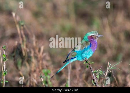 Lilac-breasted roller Holding on to petite brindille dans Maasai Mara triangle Banque D'Images