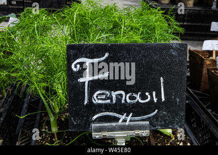 Fenouil en pot plantes sont vus libre avec un anglais sign, herbes fraîches en vente sur un stand lors d'un producteur local est juste. Banque D'Images
