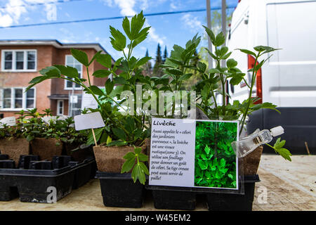 Une vue rapprochée d'un signe français décrivant la livèche (Levisticum officinale) les plantes, une herbe vivace utilisée en cuisine et en médecine, vendus à un juste du producteur. Banque D'Images