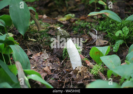 Le Phallus impudicus, connu sous le nom de champignon sauvage commun phalle impudique, à partir de la Finlande Banque D'Images
