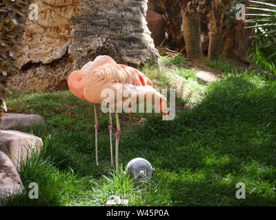 Deux flamants roses debout dans un parc avec jardin chefs masqués Banque D'Images