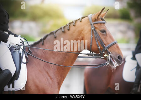 Portrait d'une baie magnifique cheval avec la crinière tressée, vêtus de munitions pour le dressage, avec un cavalier en selle sur une journée d'été. Banque D'Images