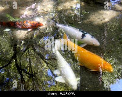 Plusieurs poissons koi colorés dans les eaux claires d'un étang Banque D'Images