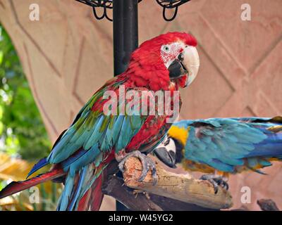 Deux perroquets colorés perchés sur un tronc d'arbre avec un pôle Banque D'Images