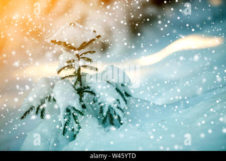 Les jeunes offres sapin avec les aiguilles vertes couvertes de neige profonde et de la gelée blanche et de grands flocons sur l'espace de copie couleur bleu flou l'arrière-plan. Banque D'Images