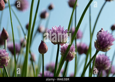 La floraison de la ciboulette (Allium schoenoprasum). une espèces comestibles de l'espèce Allium, étroitement liés à l'ail, l'échalote, le poireau, l'échalote et l'Oignon chinois Banque D'Images