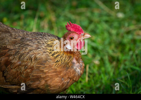 L'eau potable, de poulet / Stoapiperl Steinhendl, une race de poulet de l'Autriche Banque D'Images