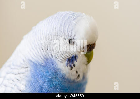 Budgerigar isolé sur blanc Banque D'Images