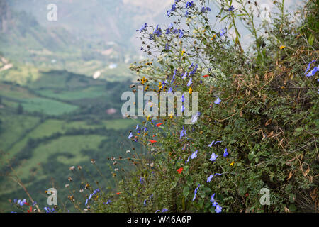 Huamachuco à Cajamarca, dans le nord du Pérou Highlands,collines fleuries,Pérou,Amérique du Sud Banque D'Images