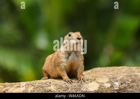 Chien de prairie (Cynomys ludovicianus) assis sur un rocher comme Lookout dans le soleil d'été Banque D'Images