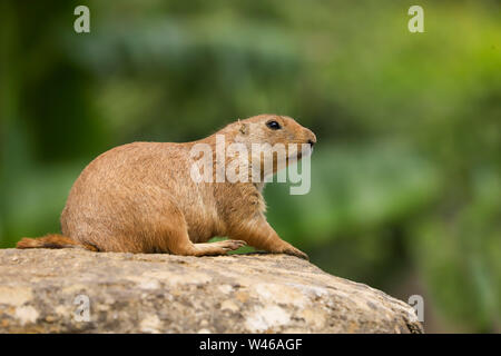 Chien de prairie (Cynomys ludovicianus) assis sur un rocher comme Lookout dans le soleil d'été Banque D'Images