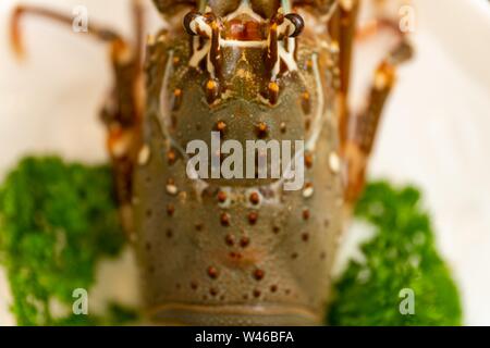 Gros plan à angle élevé de homard avec persil sur un plaque blanche Banque D'Images